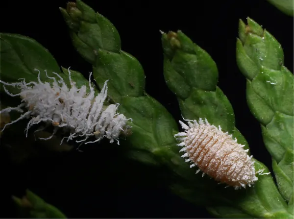 Bio Insect Bio-insecta