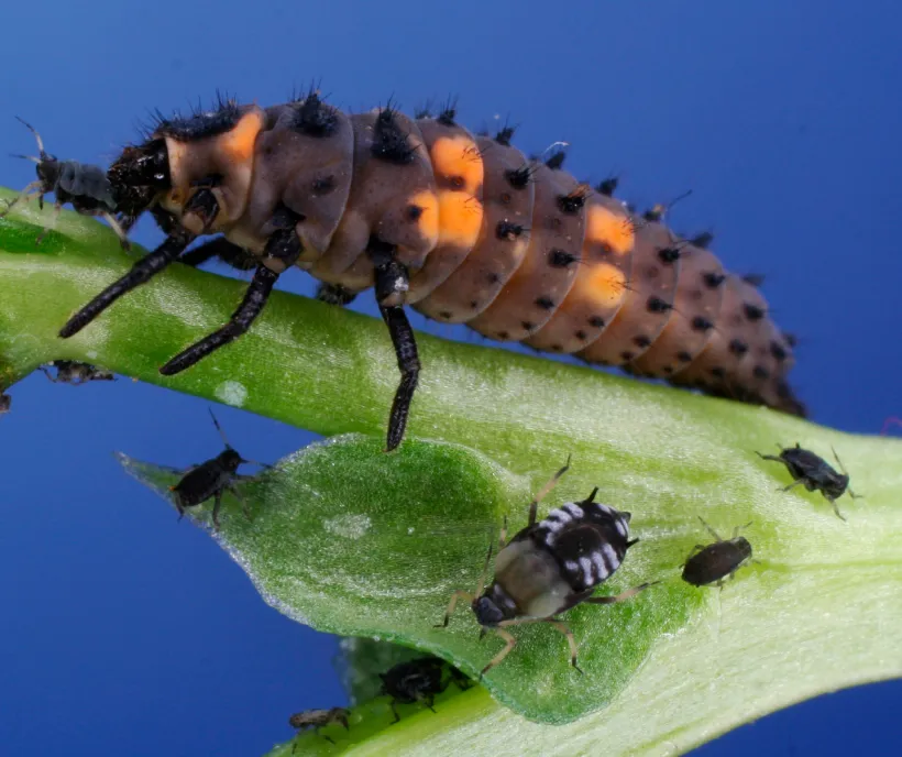 Echa Insect Bio-insecta